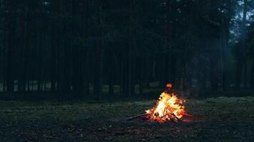 A Bonfire Burning in the Forest in Evening. Flaming Campfire. Fireplace in Nature - Static Shot, Slow Motion video