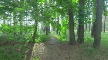 Walk in the Pine Forest at Summer Sunny Day. Camera is Moving Forward on Gimbal Stabilizer - Slow Motion video