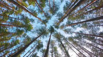 Low Angle View of Colorful Summer Pine Forest, Walking Through the Coniferous Trees - Moving Left. Bottom View of the Tops of Pines at Sunny Summer Day. The Sky Can Be Seen Through the Tops of Pines video