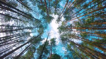 Low Angle View of Colorful Summer Pine Forest, Walking Through the Coniferous Trees - Rotating Left. Bottom View of the Tops of Pines at Sunny Summer Day. The Sky Can Be Seen Through the Tops of Pines video