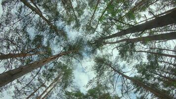 Low Angle View of a Pine Forest when Looking Up to the Trees. Bottom View of Pine Crowns at Sunny Summer Day. The Sky Can Be Seen Through the Tops of the Trees. Backward Gimbal Stabilizer Movement video