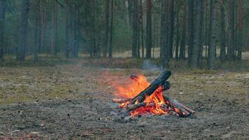 A Bonfire Burning in the Forest in Evening. Flaming Campfire. Fireplace in Nature - Static Shot, Slow Motion video
