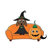 A cute dachshund dressed as a witch on the pumpkin-colored sofa with a cute kitten for Halloween vector