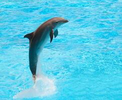 A dolphin jumping out of the water in a pool photo