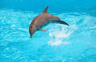 A dolphin jumping out of the water in a pool photo