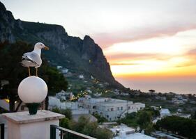 A seagull perched on a lamp post photo