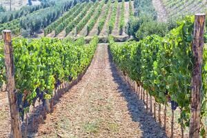 Tuscan vineyard with red grapes. photo