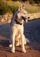 A dog sitting on a brick walkway photo