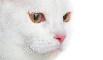 A white cat with orange eyes looking to the side photo