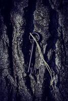 A key is stuck in a tree photo