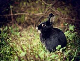A black rabbit sitting in the grass photo
