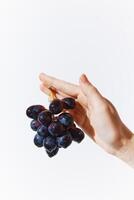 Hand holding a bunch of grapes on a white background. grapes are resting in the palm of the hand. photo