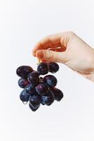 Black grapes being held by a hand, with a water drop glistening on the fruit. the image is set photo