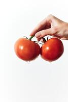 Two hands holding ripe tomatoes on a white background with space for text or logo. photo