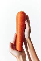 Person holding a carrot on white background, one hand at the middle and the other at the end. photo
