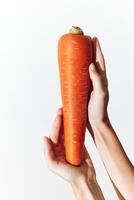 Carrot held by person on white background, hands at each end of the carrot. photo