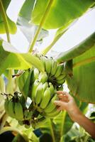 Hand reaching for green bananas on a banana tree with leafy background and blue sky. photo