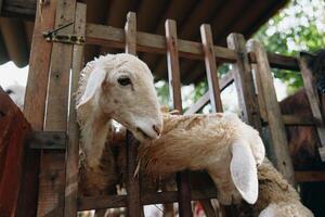 A group of sheep that are in a pen with a fence in front of them photo