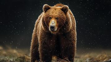 Portrait of a brown bear on black isolated background. Portrait of a Kamchatka bear photo