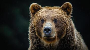 Portrait of a brown bear on black isolated background. Portrait of a Kamchatka bear photo