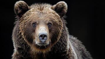 Portrait of a brown bear on black isolated background. Portrait of a Kamchatka bear photo