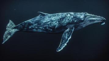 Blue whale in the underwater expanse of the ocean. A huge whale underwater photo