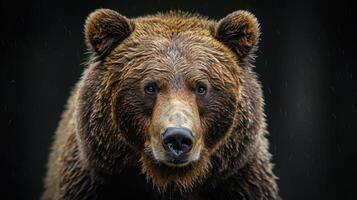 Portrait of a brown bear on black isolated background. Portrait of a Kamchatka bear photo