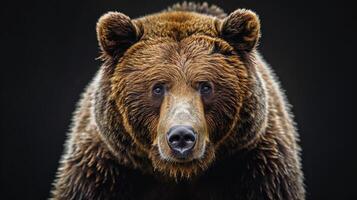 Portrait of a brown bear on black isolated background. Portrait of a Kamchatka bear photo