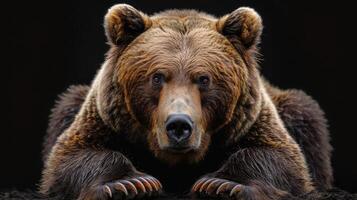 Portrait of a brown bear on black isolated background. Portrait of a Kamchatka bear photo