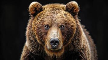 Portrait of a brown bear on black isolated background. Portrait of a Kamchatka bear photo