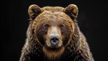 Portrait of a brown bear on black isolated background. Portrait of a Kamchatka bear photo