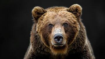Portrait of a brown bear on black isolated background. Portrait of a Kamchatka bear photo
