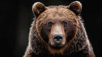 Portrait of a brown bear on black isolated background. Portrait of a Kamchatka bear photo