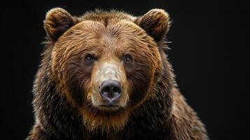 Portrait of a brown bear on black isolated background. Portrait of a Kamchatka bear photo