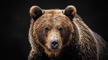 Portrait of a brown bear on black isolated background. Portrait of a Kamchatka bear photo
