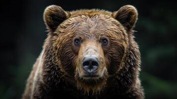 Portrait of a brown bear on black isolated background. Portrait of a Kamchatka bear photo