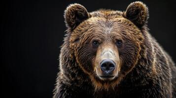 Portrait of a brown bear on black isolated background. Portrait of a Kamchatka bear photo