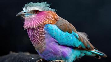 Bird Lilac roller on black background. Lilac Breasted Roller Perched on a Branch photo