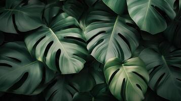 Lush green Monstera leaves on a dark background, showcasing their unique texture and vibrant color. photo