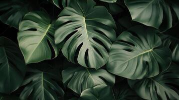 Lush green monstera leaves layered over a dark backdrop, creating a serene and tropical ambiance. photo