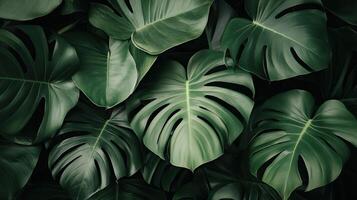 Lush green monstera leaves overlapping, creating a rich texture and tropical feel. photo