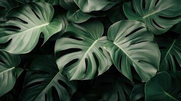 A close-up view of vibrant green monstera leaves on a dark background. photo