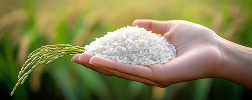 A hand holding a mound of rice with fresh rice plant in the background, symbolizing agriculture and nourishment. photo