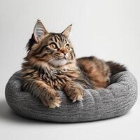 Fluffy cat lounging comfortably in a cozy gray pet bed on a white isolated background. photo