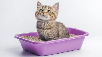 A curious kitten sits in a purple litter box, looking up with wide eyes, isolated on a white background. photo