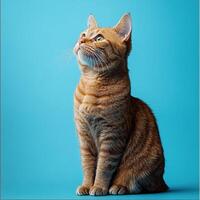 A curious orange cat gazing upwards against a bright blue background. photo