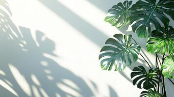Minimalist composition featuring a Monstera plant casting intricate shadows on a white wall, evoking a sense of tranquility and natural beauty photo