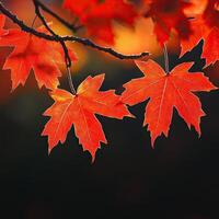 Vibrant red maple leaves hanging from a branch against a dark background. photo
