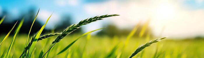 Green grass swaying in the breeze under a blue sky with soft clouds. photo