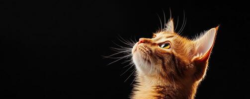 A curious kitten gazing upwards with bright eyes against a black background. photo